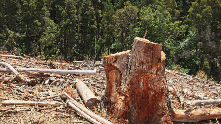 Árvore cortada que pode acarretar uma multa ambiental por desmatamento